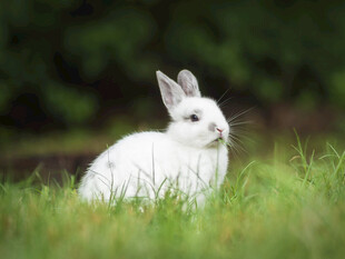 草地上的白色兔子