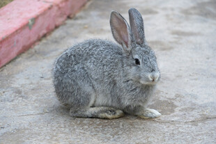 灰色小兔蹲坐地面