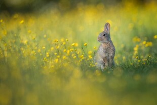 田野中站立的可爱小兔子