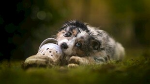 趴着休憩的可爱斑点小狗