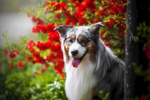 澳洲牧羊犬于花丛旁微笑