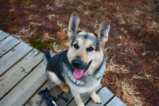 可爱德牧坐于木质平台上