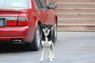 红车旁的黑白小狗
