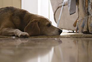 趴着休息的狗狗