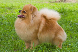 草地上的可爱博美犬