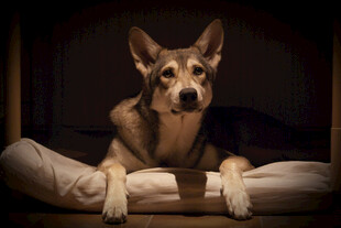 趴着的德国牧羊犬