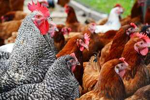 一群鸡聚集在一起