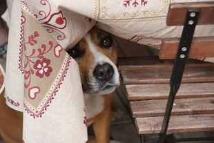 狗狗躲在布后露出脑袋