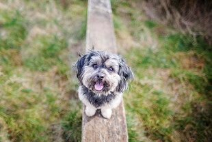 可爱小狗蹲坐户外木杆上