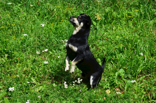 黑犬草地站立望天空