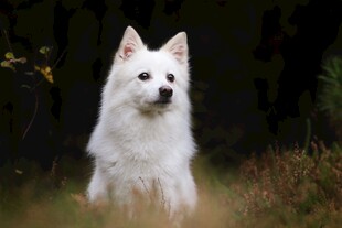 可爱白犬坐于草地