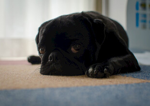 趴着的黑色小巴哥犬