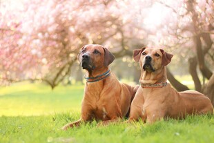 草地上的两只帅气猎犬