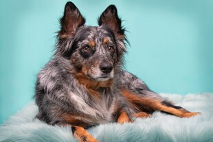 趴着的三色牧羊犬