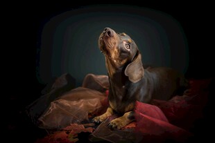 黑暗中仰首的奇特生物