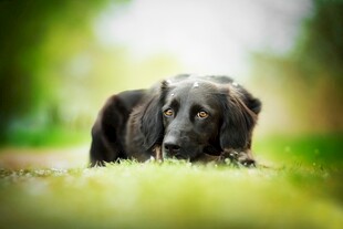 趴着的可爱黑色狗狗