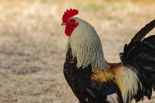 昂首挺立的多彩公鸡