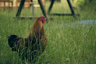 草丛中的红冠公鸡