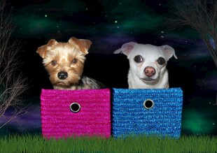 猫狗同框于彩色小窝