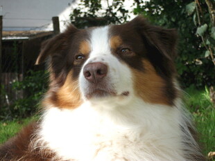 澳洲牧羊犬特写