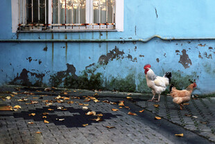 蓝墙下漫步的几只鸡