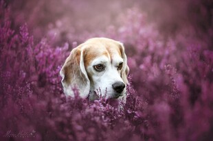 紫花丛中的可爱小猎犬