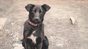 坐着的可爱黑狗