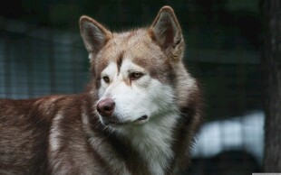 棕白哈士奇侧头凝视