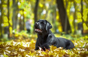 秋日林间的黑色萌犬