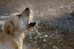 金毛犬张嘴接水瞬间