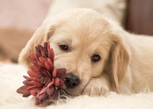 萌犬叼花