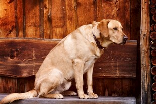 坐着的浅棕色拉布拉多犬