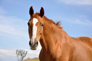 棕马昂首于蓝天白云下