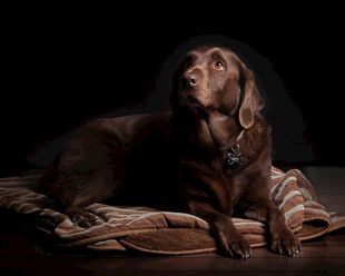 棕色猎犬静卧毛毯上