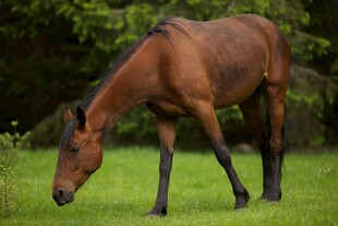 草地骏马低头悠然吃草