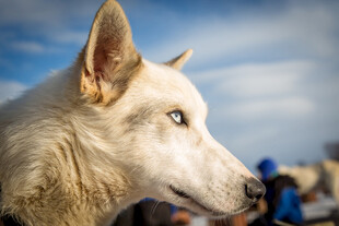 蓝眼白犬的户外特写