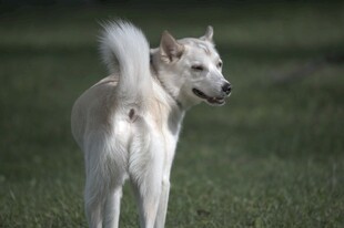 白色小狗在草地欢快而立