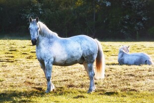 草原上的优雅白马