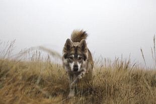 草原上奔跑的帅气哈士奇
