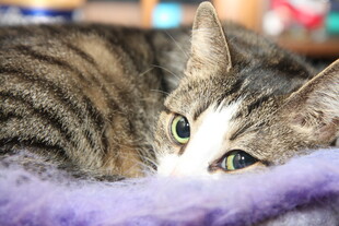 慵懒猫咪趴卧紫色垫子上