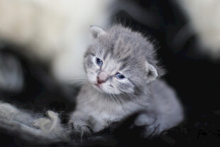 可爱小奶猫