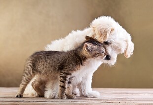 猫狗亲昵互动温馨场景