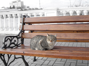 长椅上休憩的猫咪