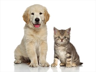 小狗与小猫同框萌照