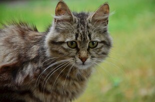 户外的花纹猫咪
