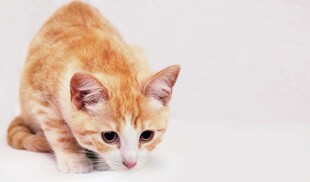 可爱橘色小猫蹲坐