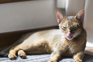 吐舌小猫惬意躺卧