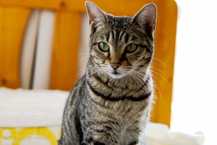 可爱条纹猫的安静瞬间