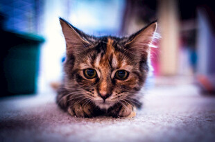 趴着的可爱花纹猫咪