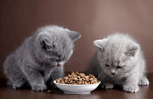 两只萌猫专注进食
